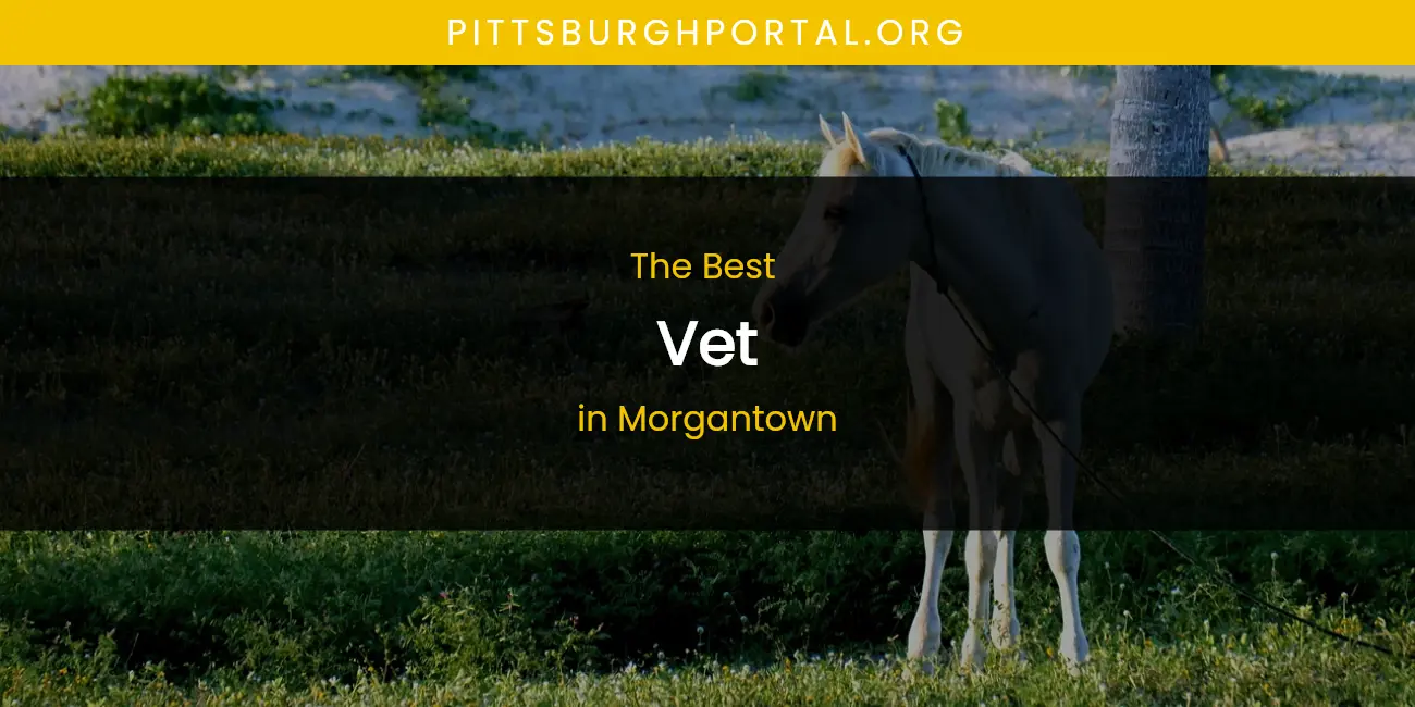 Morgantown's Best Vet featured